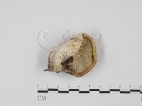 登錄號:F0005900藏品圖，第3張