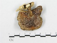 登錄號:F0005901藏品圖，第4張