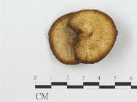 登錄號:F0005902藏品圖，第1張