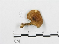 登錄號:F0005906藏品圖，第4張