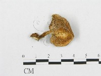 登錄號:F0005906藏品圖，第5張