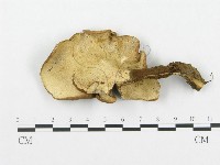 登錄號:F0005907藏品圖，第1張