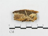 登錄號:F0005909藏品圖，第1張