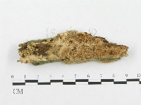 登錄號:F0005910藏品圖，第3張