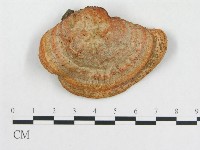 登錄號:F0005913藏品圖，第4張
