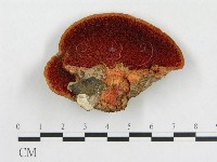 登錄號:F0005913藏品圖，第5張