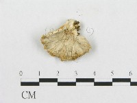 登錄號:F0005917藏品圖，第1張