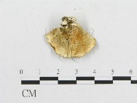 登錄號:F0005917藏品圖，第3張