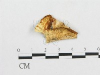 登錄號:F0005918藏品圖，第1張