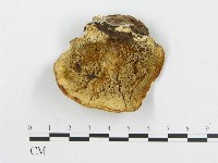登錄號:F0005921藏品圖，第1張