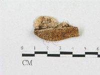 登錄號:F0005922藏品圖，第1張