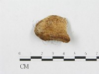 登錄號:F0005923藏品圖，第1張