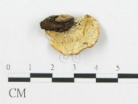 登錄號:F0005928藏品圖，第3張