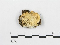 登錄號:F0005929藏品圖，第1張