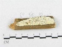 登錄號:F0005939藏品圖，第3張