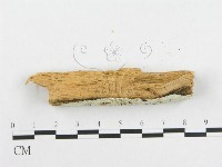 登錄號:F0005939藏品圖，第5張