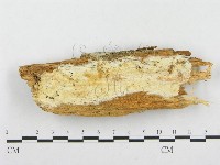 登錄號:F0005940藏品圖，第1張