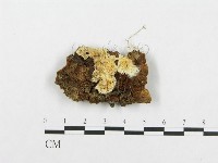 登錄號:F0005941藏品圖，第1張