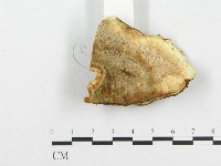 登錄號:F0005946藏品圖，第3張