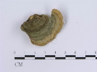 登錄號:F0005953藏品圖，第3張