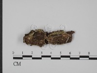 登錄號:F0005954藏品圖，第1張