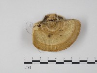 登錄號:F0005955藏品圖，第1張