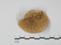 登錄號:F0005955藏品圖，第3張