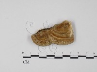 登錄號:F0005956藏品圖，第3張