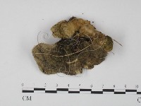 登錄號:F0005957藏品圖，第3張