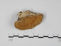 登錄號:F0005958藏品圖，第1張