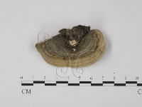 登錄號:F0005958藏品圖，第3張