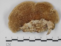 登錄號:F0005959藏品圖，第1張