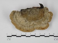 登錄號:F0005959藏品圖，第3張