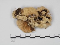 登錄號:F0005961藏品圖，第1張