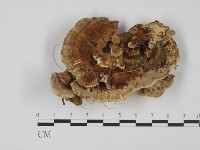 登錄號:F0005961藏品圖，第3張