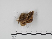 登錄號:F0005962藏品圖，第3張