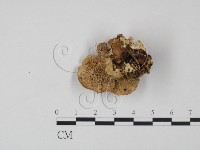 登錄號:F0005963藏品圖，第1張