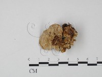 登錄號:F0005963藏品圖，第3張