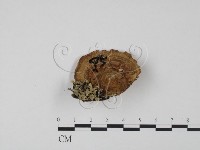 登錄號:F0005964藏品圖，第1張