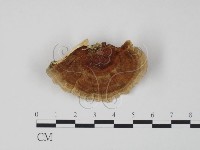 登錄號:F0005965藏品圖，第1張