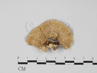 登錄號:F0005965藏品圖，第3張