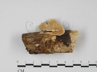 登錄號:F0005966藏品圖，第1張