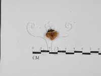 登錄號:F0005967藏品圖，第1張