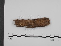 登錄號:F0005969藏品圖，第1張