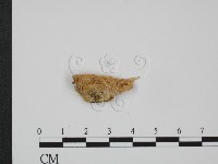 登錄號:F0005971藏品圖，第1張