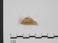 登錄號:F0005971藏品圖，第3張