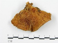 登錄號:F0005977藏品圖，第1張