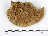 登錄號:F0005979藏品圖，第1張