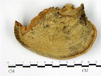 登錄號:F0005979藏品圖，第3張