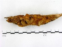 登錄號:F0005980藏品圖，第1張